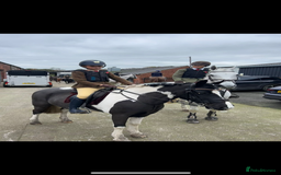 Other Breed horses for sale: Cob /Welsh pony  - Image 3