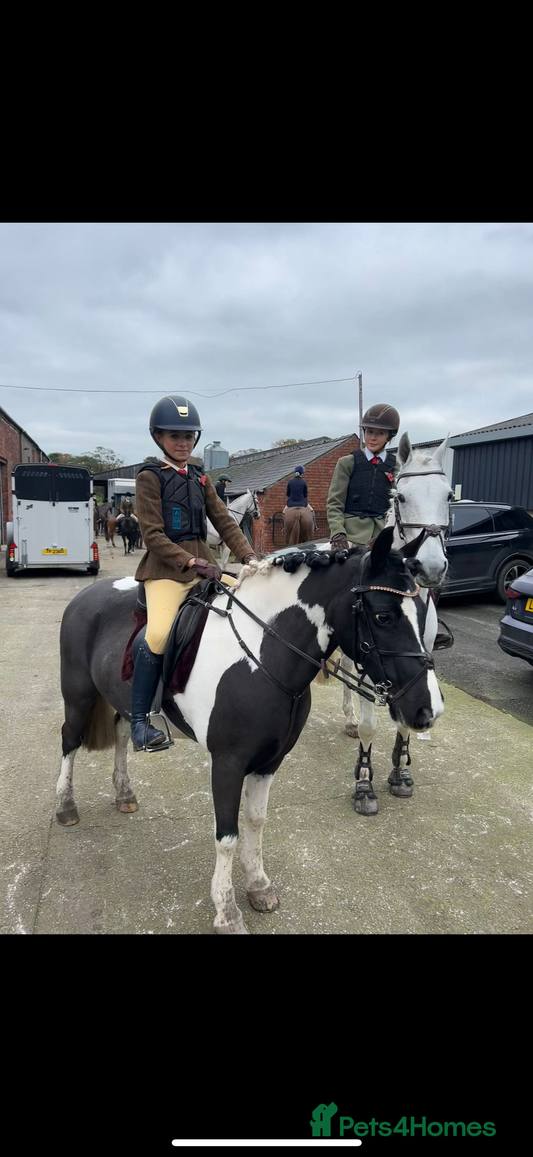 Other Breed horses for sale: Cob /Welsh pony  - Image 3