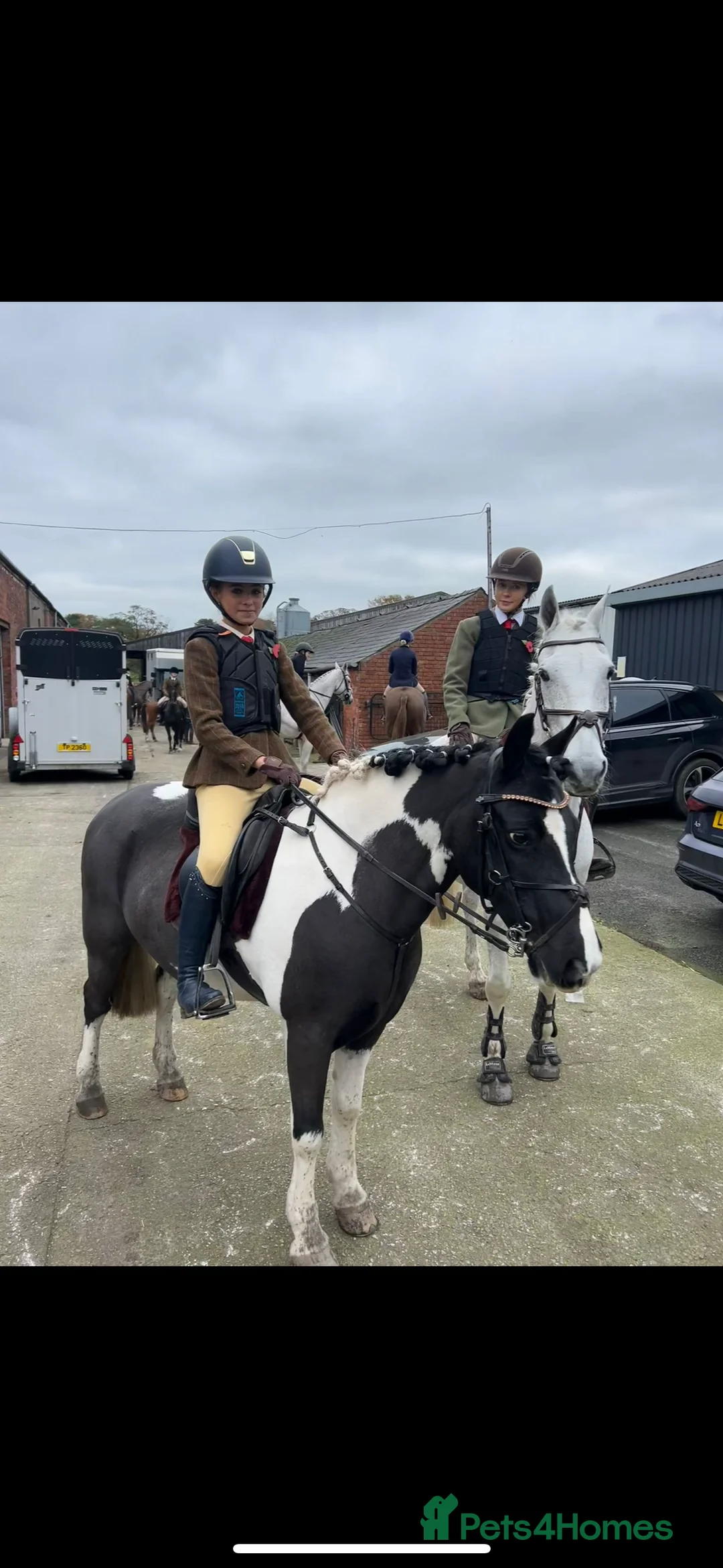 Other Breed horses for sale: Cob /Welsh pony  - Advert 3