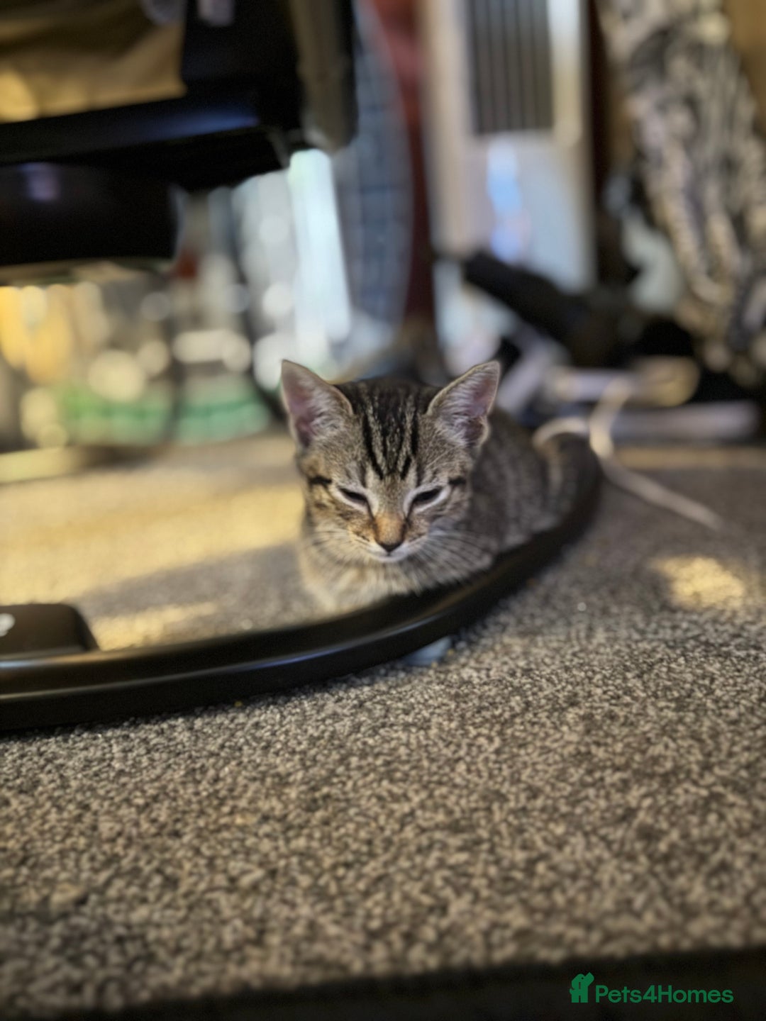Mixed Breed cats for sale: LAST TWO BOYS REMAINING, kittens for sale - Image 4