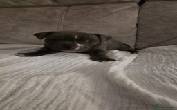 Staffordshire Bull Terrier dogs for sale: 3 Beautiful little staff boys - Image 19