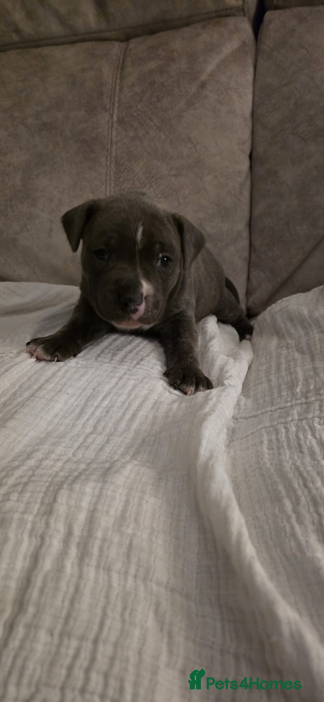 Staffordshire Bull Terrier dogs for sale: 3 Beautiful little staff boys - Image 19