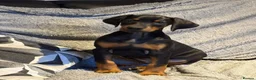 Dobermann dogs for stud: Dobermann Stud KC  - Advert 8