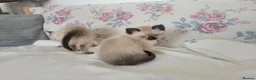 Ragamese cats for sale: Gorgeous Ragdoll x Siamese Kittens - Advert 16