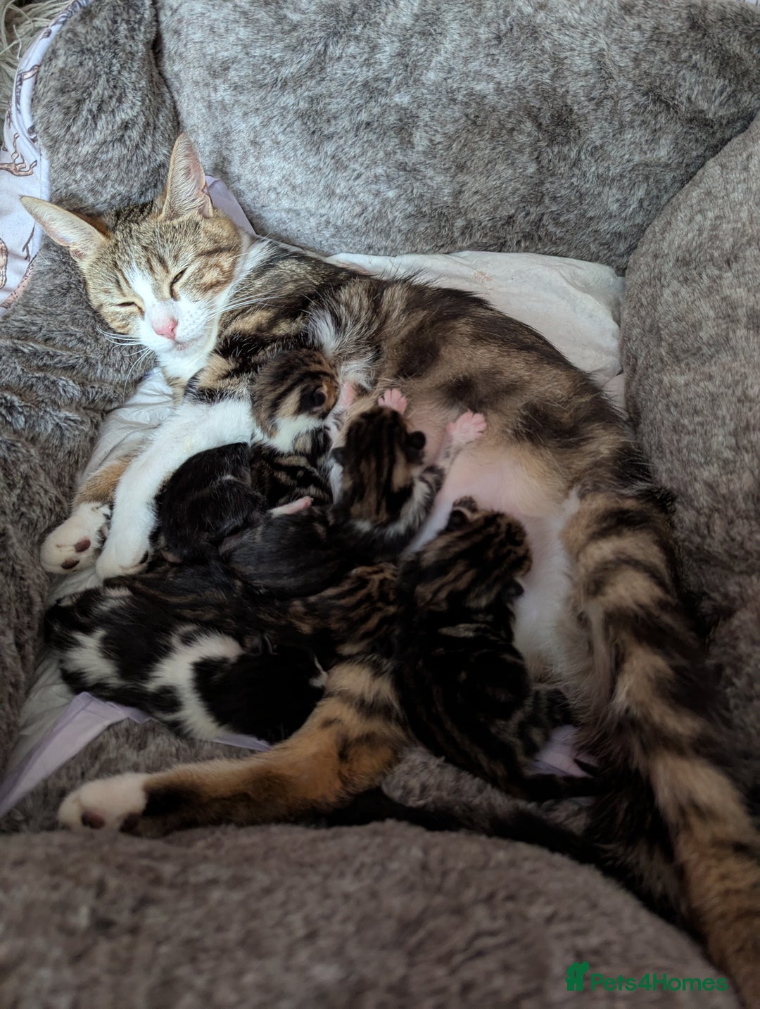 Mixed Breed cats for sale: Kittens - Image 1