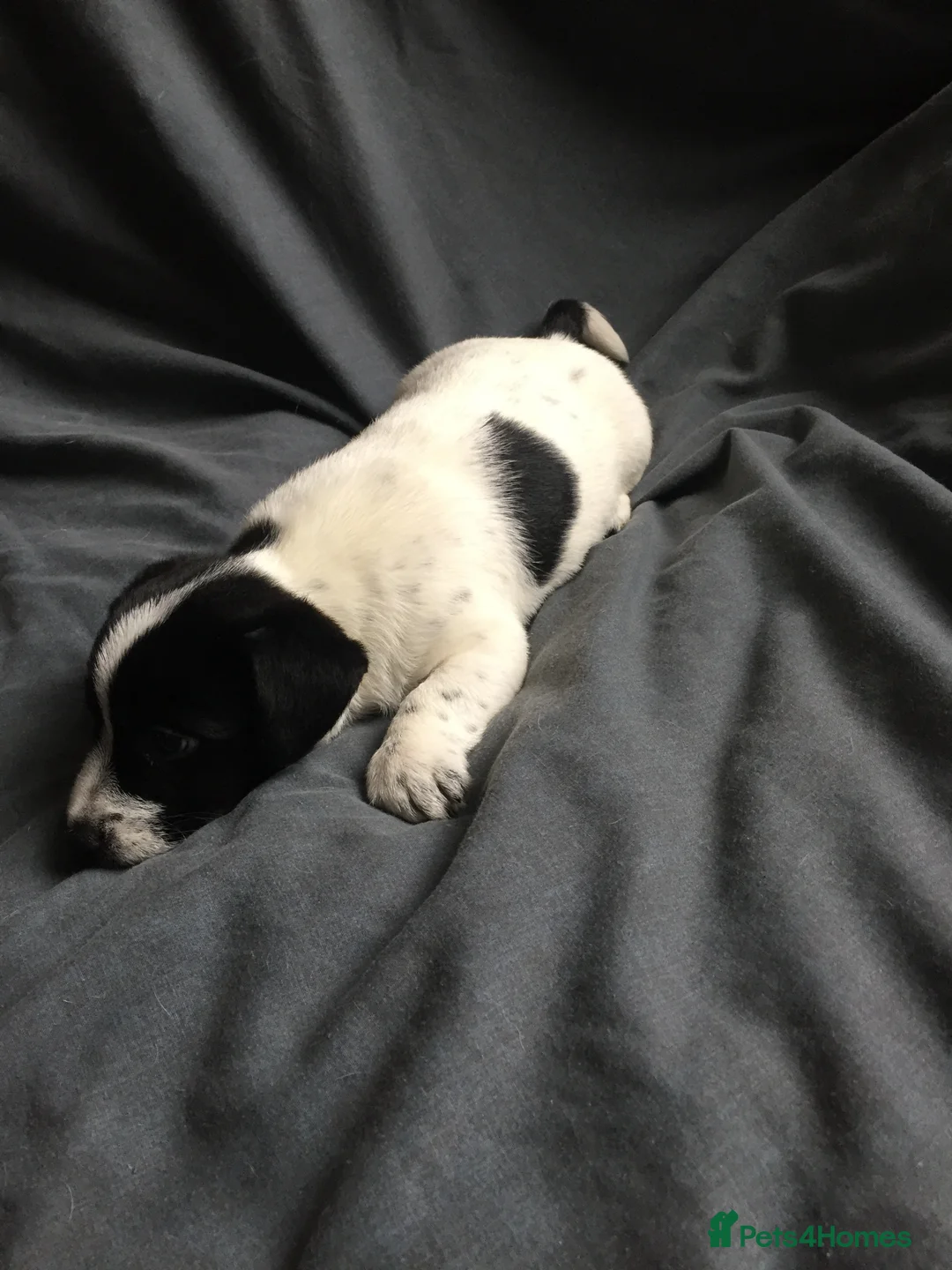 Jack Russell dogs for sale: Jack Russell Puppy - Girl - Advert 1
