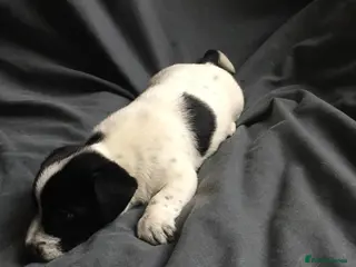 Jack Russell dogs Jack Russell Puppy - Girl - Advert 1