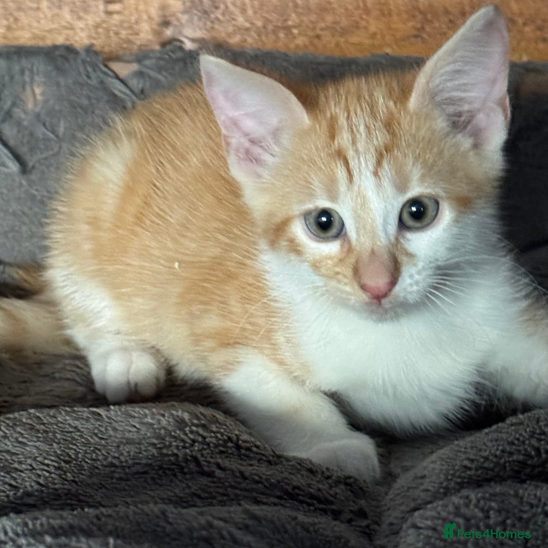 Cornish Rex cats for sale: Beautiful girls  - Image 9