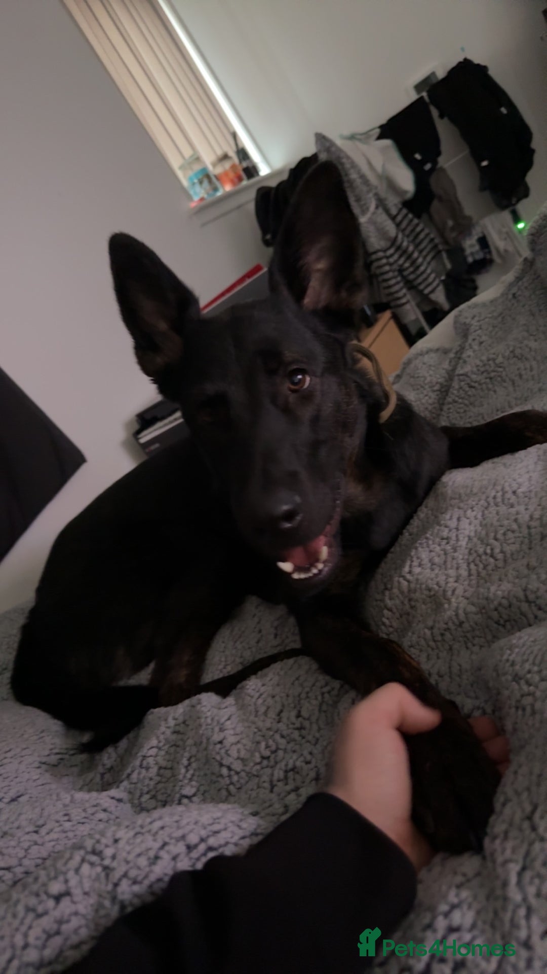 Mixed Breed dogs for sale: German Shepard x doberman - Advert 2