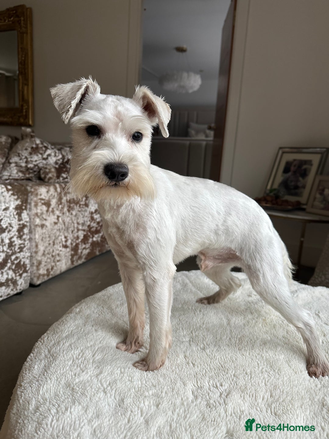 Miniature Schnauzer dogs for stud: *mini white kennel club schnauzer stud**HEALTH * in Upminster - Image 3