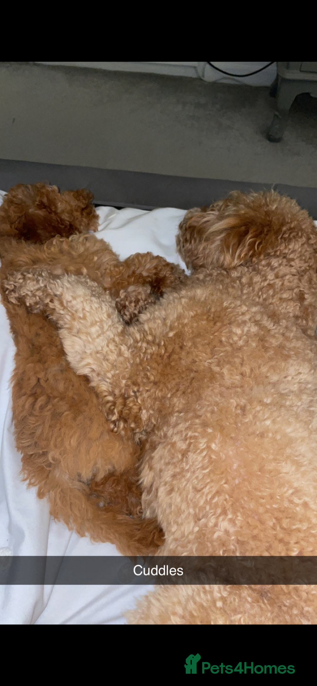 Cavapoo dogs for sale: Minnie and Marnie sad sale due to family split - Image 4