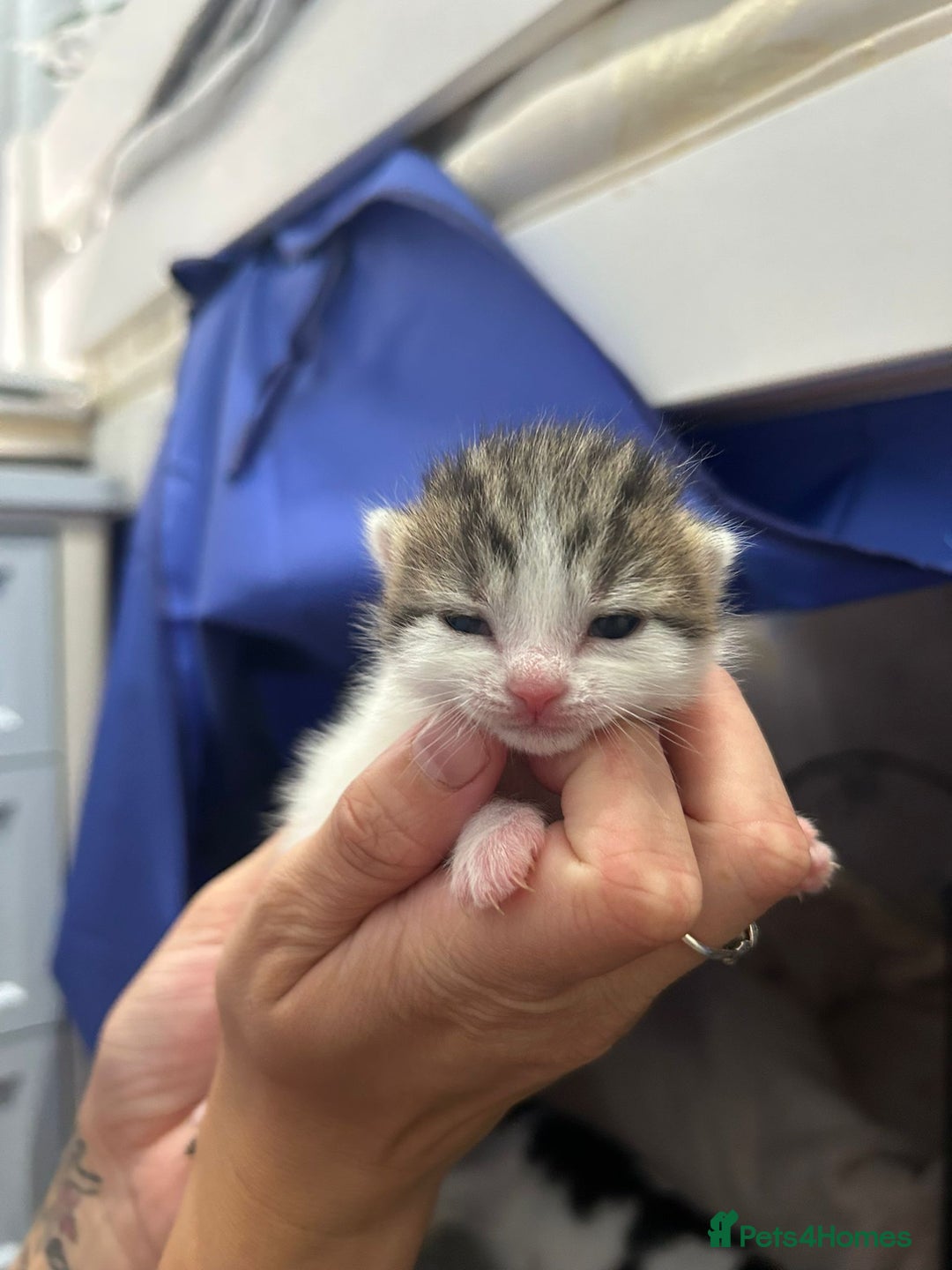 British Shorthair cats for sale: 3 female and 2 male kittens for sale - Image 4