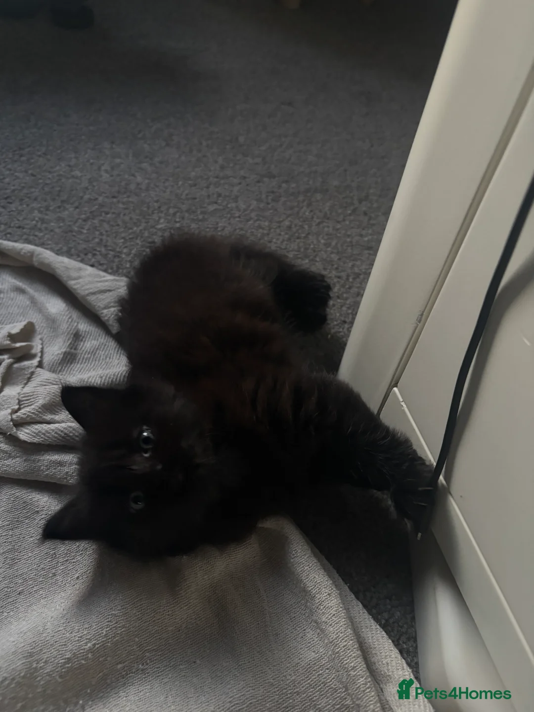 British Shorthair cats for sale: 4 Fluffy kittens  in Newport - Advert 2