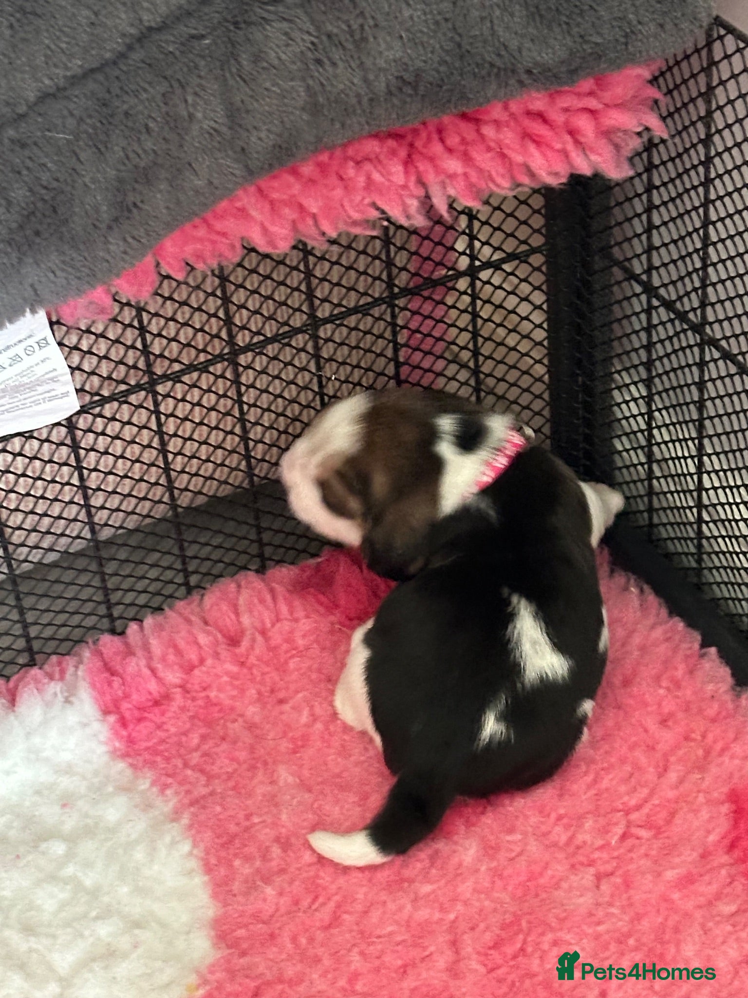 Beagle dogs ⭐️STUNNING KC 5TH GEN REGISTERED PUPS ⭐️ - Advert 2