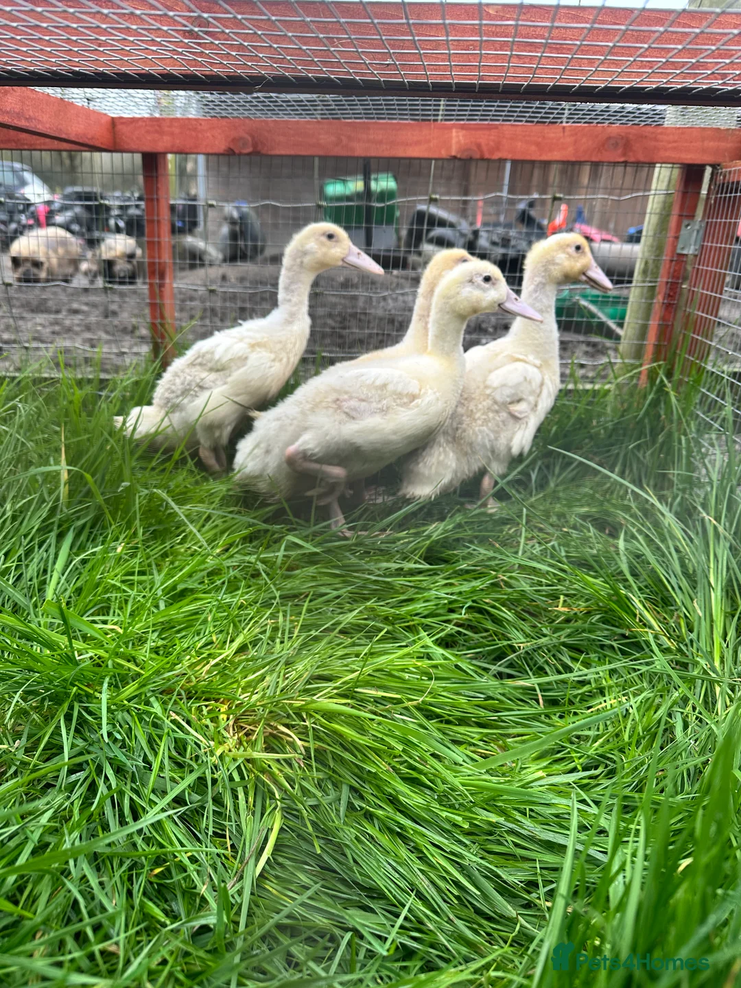 Ducks poultry for sale: 4 female cherry valley ducklings  - Advert 2