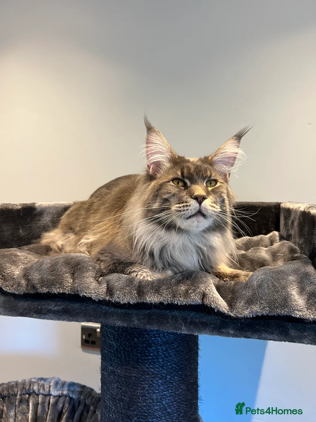 Maine Coon cats for sale: XL RUSSIAN CUBS 🇷🇺💙 - Advert 4