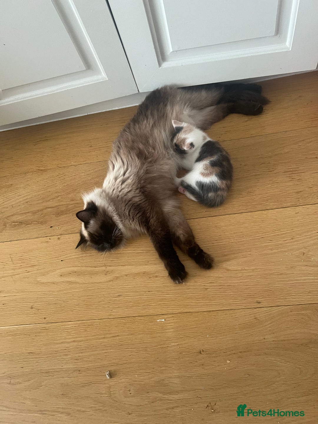 Ragdoll cats for sale: Ragdoll mix boy & girl are looking for new home - Image 4