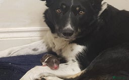Border Collie dogs for sale: KC Registered Pups - Image 4