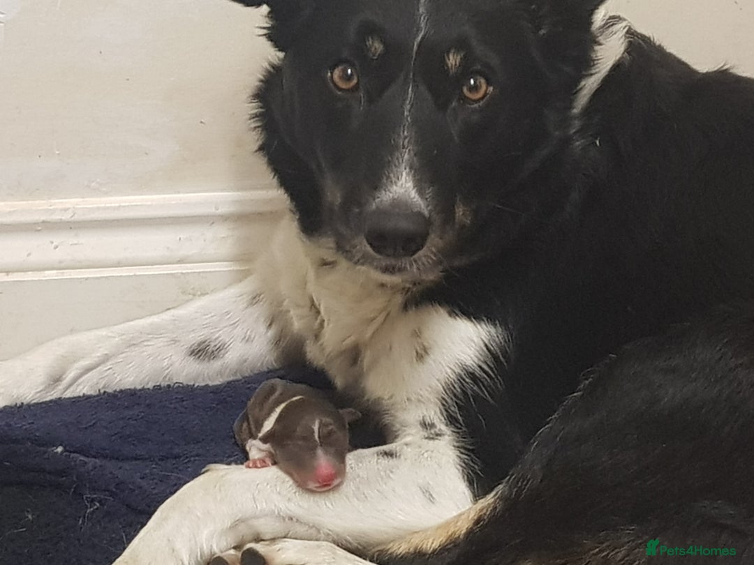 Border Collie dogs for sale: KC Registered Pups - Image 4