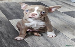 Mixed Breed dogs for sale: Last Stunning Frenchton Female Pup - Image 9