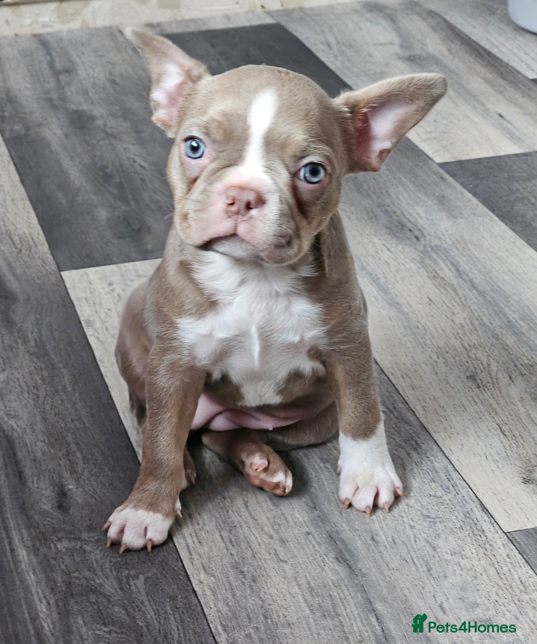 Mixed Breed dogs for sale: Last Stunning Frenchton Female Pup - Image 9