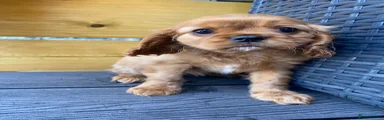 Cavalier King Charles Spaniel Puppy 3