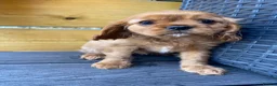 Cavalier King Charles Spaniel dogs for sale: Health tested parents Cavalier King Charles ready  - Advert 16