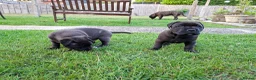 Mixed Breed dogs for sale: American bulldog cross doge de bordeaux  in Newbury - Advert 10