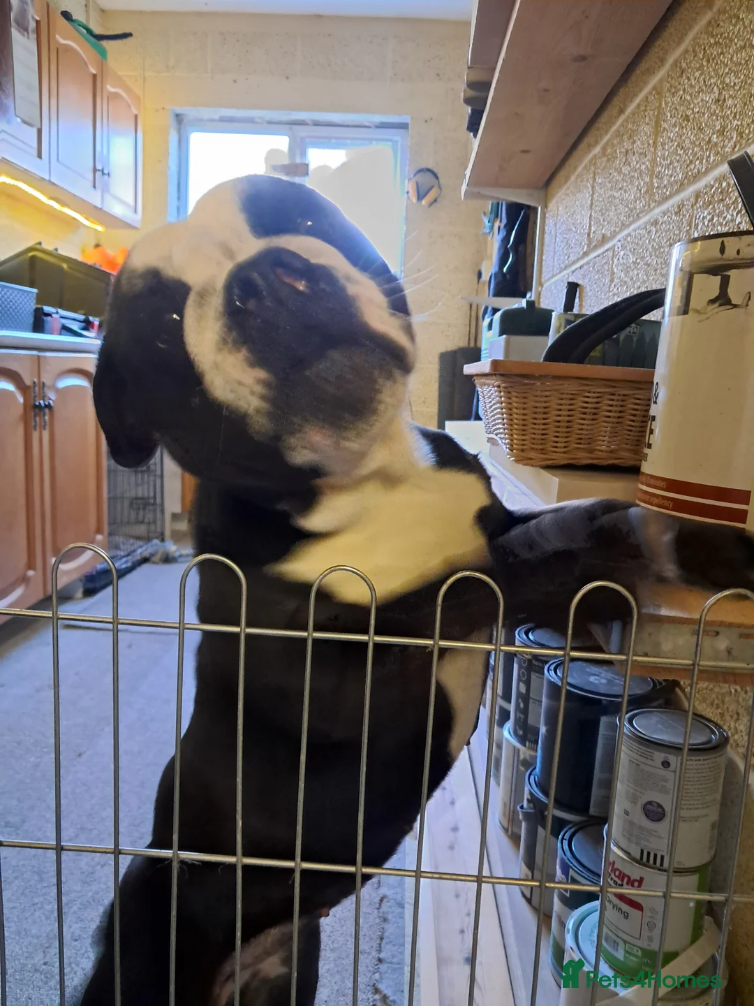 Olde English Bulldogge dogs for sale: Lily- Olde English Bulldogge  - Advert 5