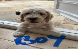 Cockapoo dogs for sale: Beautiful Cockapoo puppies - Image 14