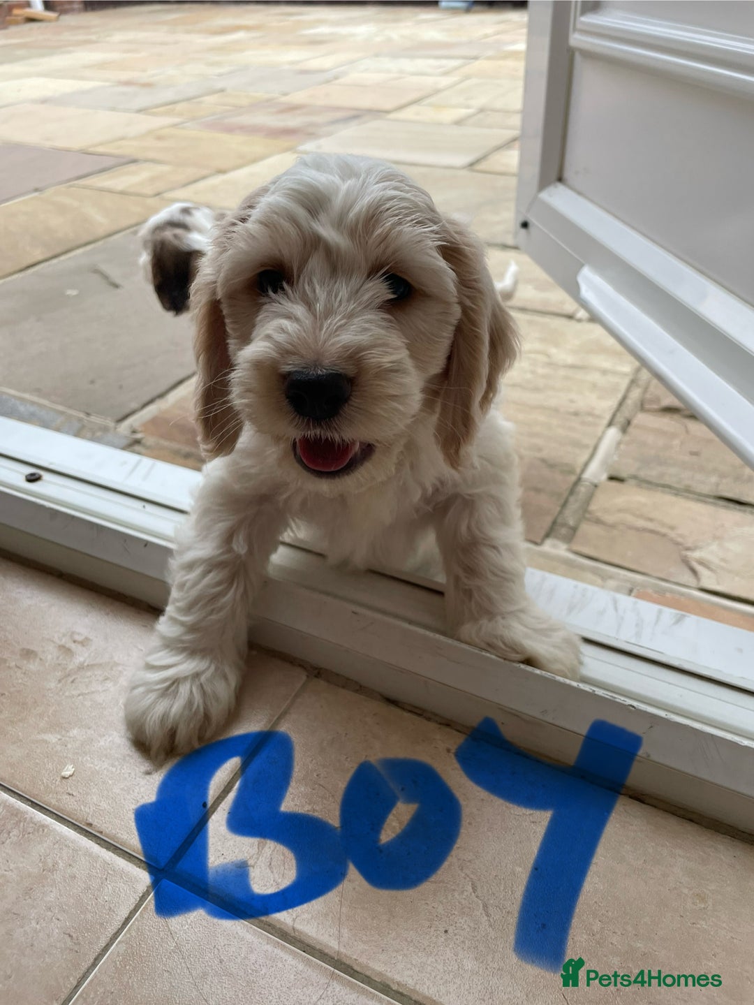 Cockapoo dogs for sale: Beautiful Cockapoo puppies - Image 14