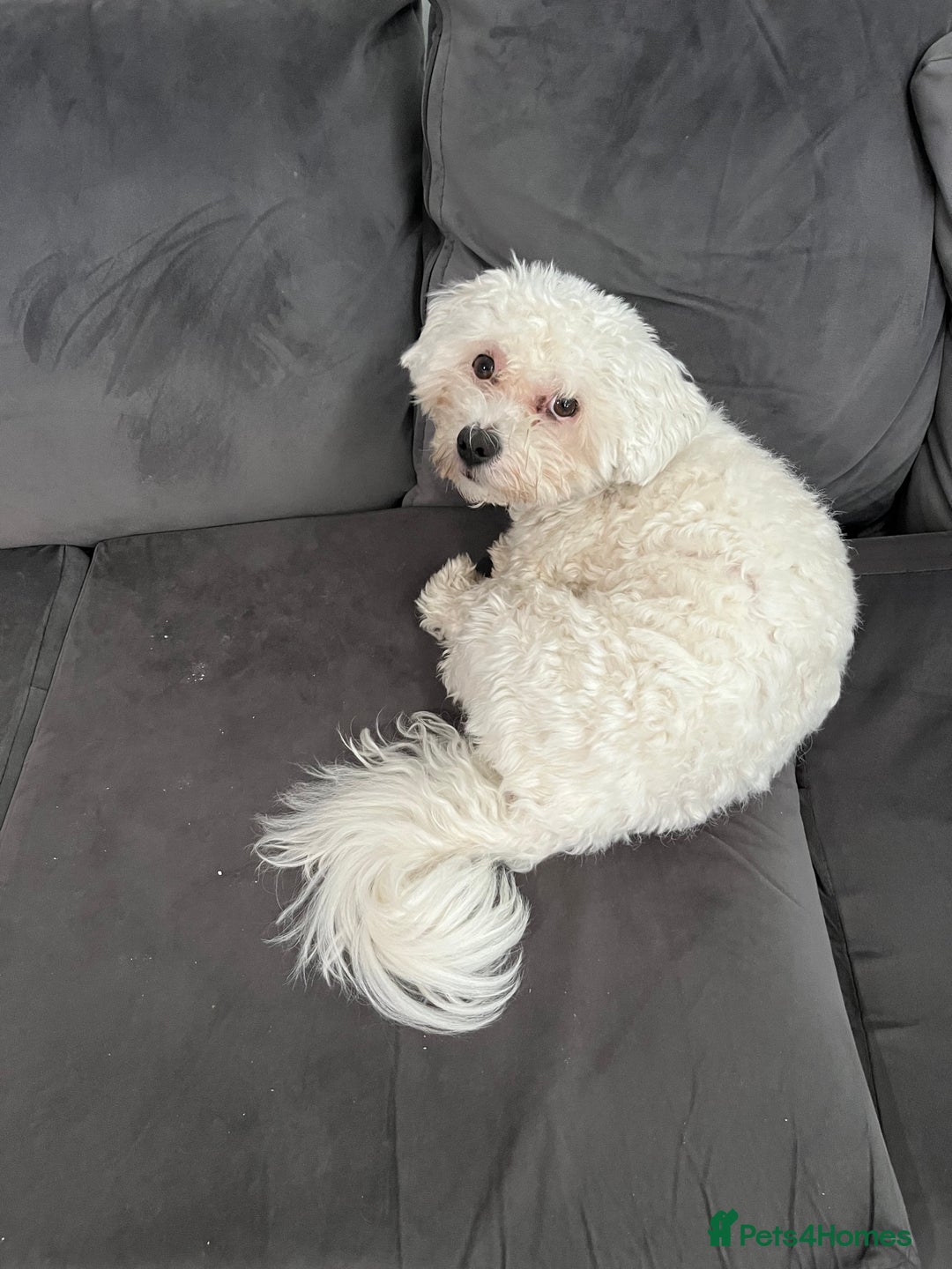 Mixed Breed dogs for sale: Alfie  - Advert 6