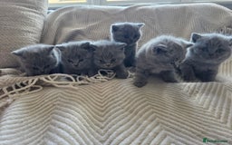 British Shorthair cats for sale: BRITISH SHORTHAIR KITTENS  - Image 22