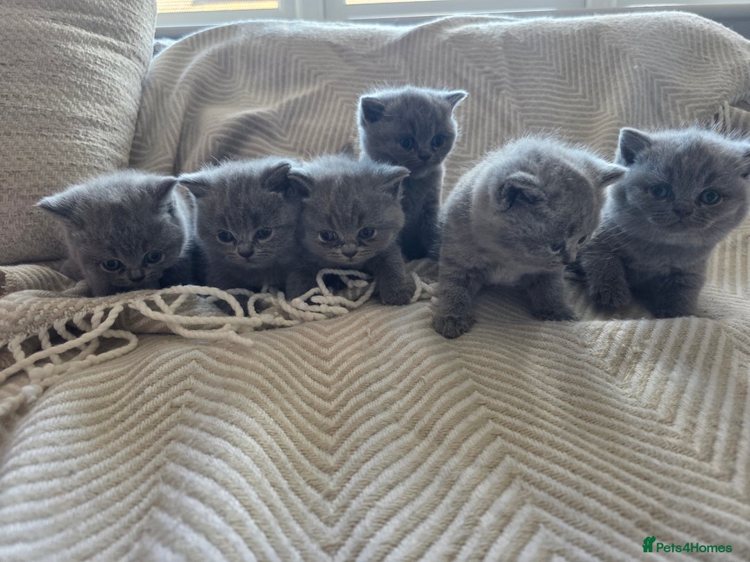 British Shorthair cats for sale: BRITISH SHORTHAIR KITTENS  - Image 22