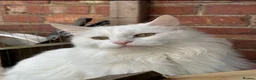Maine Coon cats for sale: Stunning Main coon Kittens  in Sunderland - Advert 9