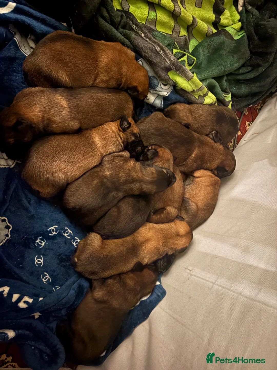 Belgian Shepherd Dog dogs for sale: Belgian Mallinois BRN Registered puppies  in Hockley - Advert 2