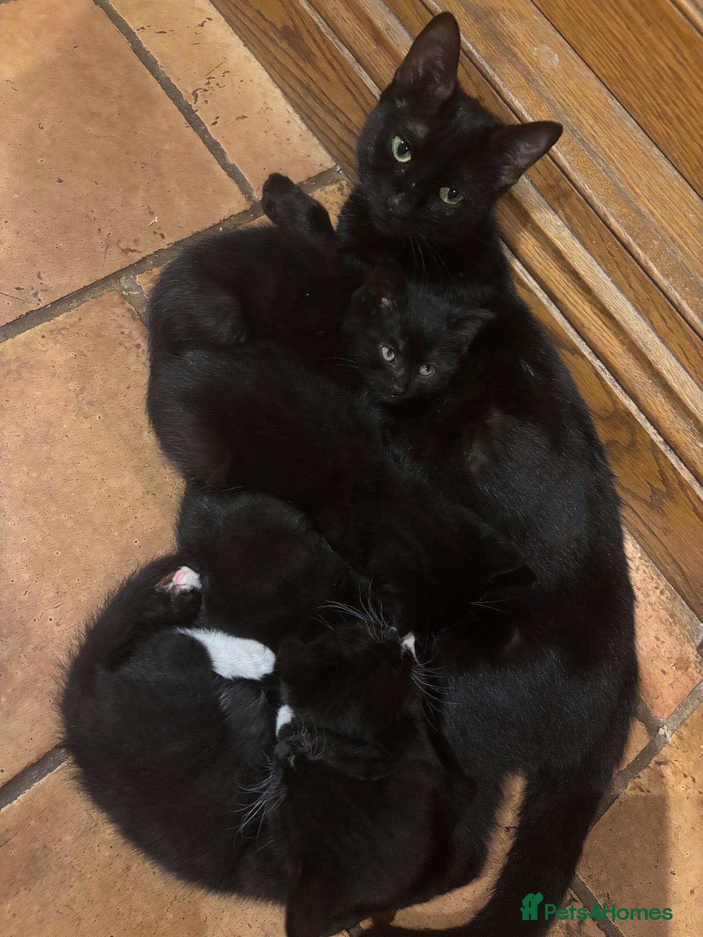Mixed Breed cats 7 black and white kittens looking for forever home - Advert 3