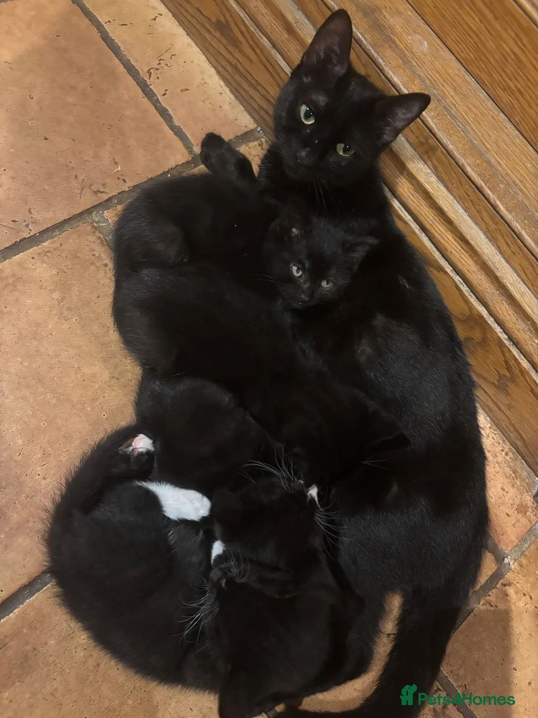 Mixed Breed cats for sale: 7 black and white kittens looking for forever home - Advert 1