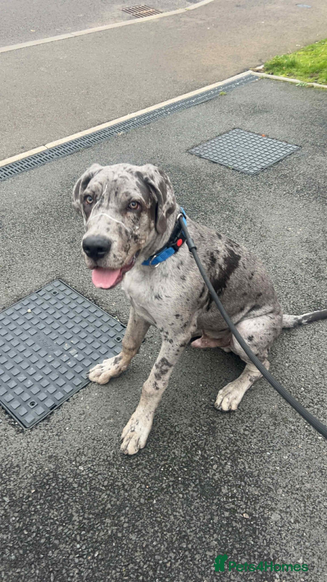 Mixed Breed dogs for sale: Italian Daniff - Great Dane x cane corso - Advert 4