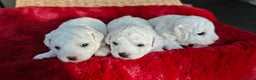 Bichon Frise dogs for sale: Sweet Bichon Frise puppies- Champion Bloodline  - Advert 3