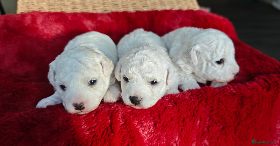 Bichon Frise dogs for sale: Sweet Bichon Frise puppies- Champion Bloodline  - Advert 3