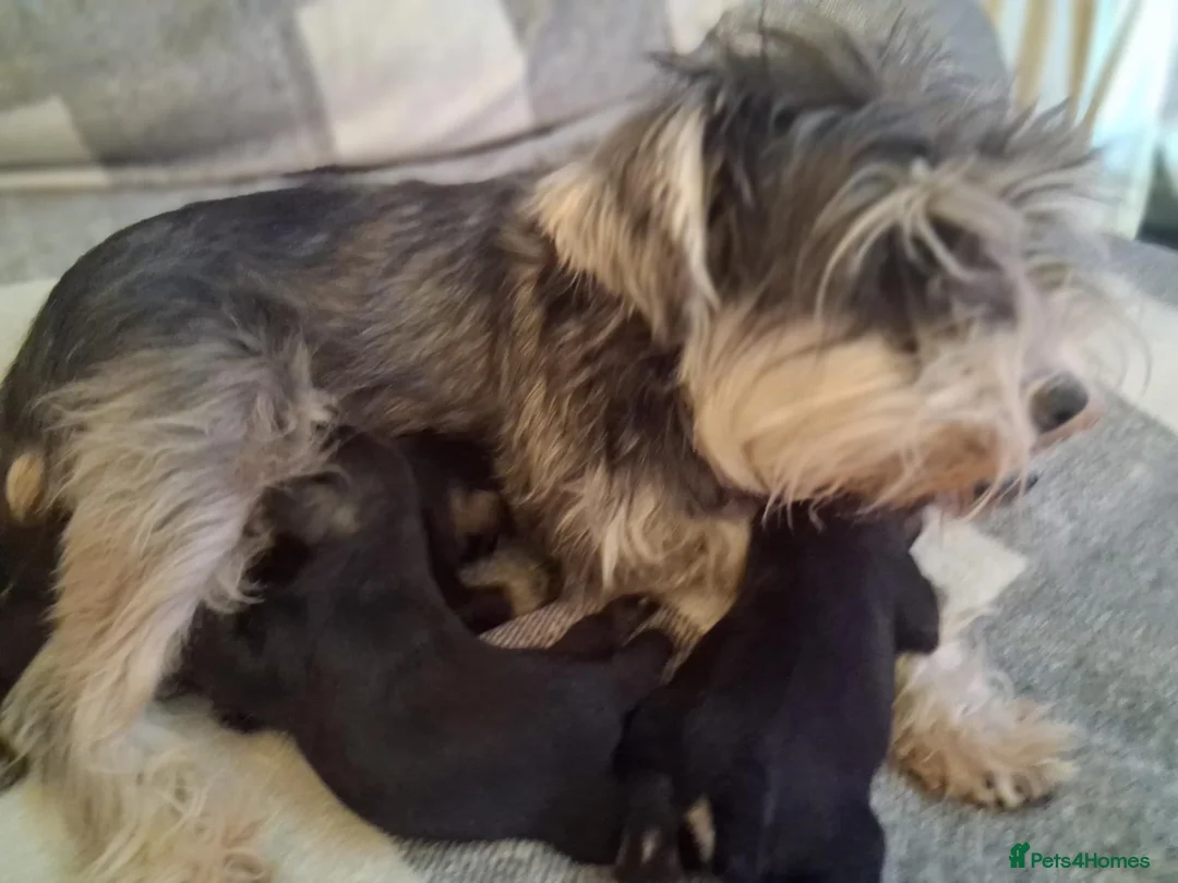 Miniature Schnauzer dogs for sale: 🐶 Miniature Schnauzer Puppy for Sale 🖤🤍 - Advert 10