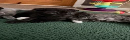 Scottish Fold cats for sale: COSMO💙BSH&SCOTTISH FOLD Male  - Advert 7