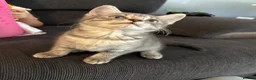 Mixed Breed cats for sale: Kitten - Advert 3