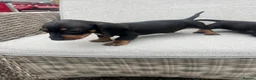 Dachshund dogs for sale: Dachshund puppies  - Advert 12