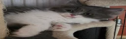 Persian cats for sale: Beautiful Ragdoll/Persian Kittens. - Advert 20
