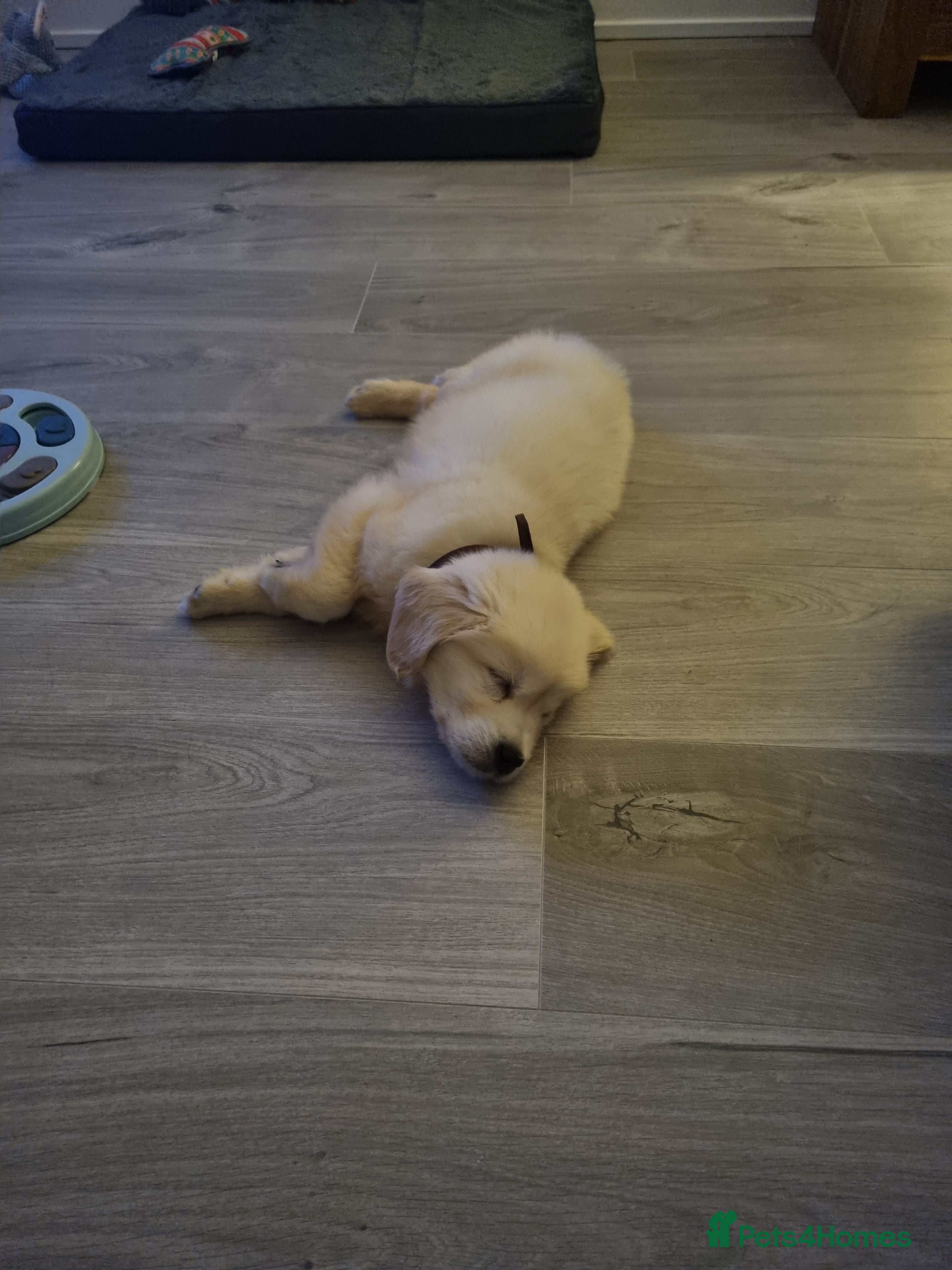 Golden Retriever dogs Stunning golden retriever male - Advert 6