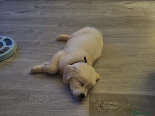 Golden Retriever dogs Stunning golden retriever male - Advert 1