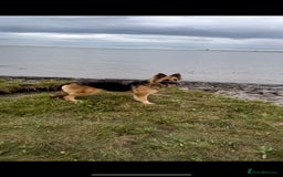 German Shepherd dogs for sale: Beautiful German shepherd bitch - Image 1