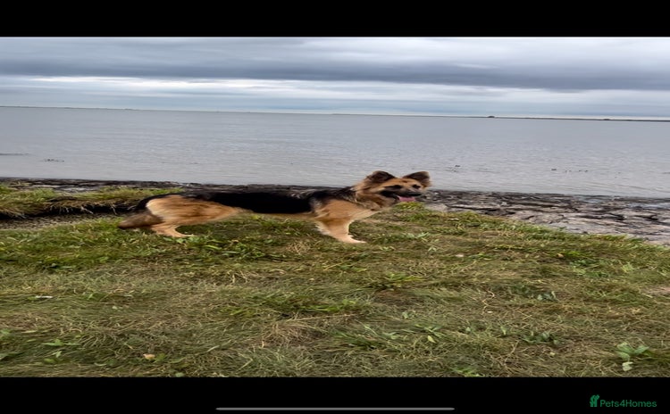 German Shepherd dogs - Advert 16